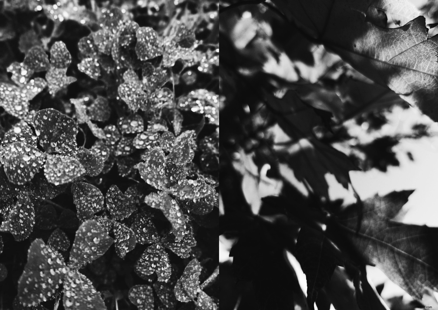 Master Creative Phone Photography: 8 Expert Tips for Stunning Mobile Shots