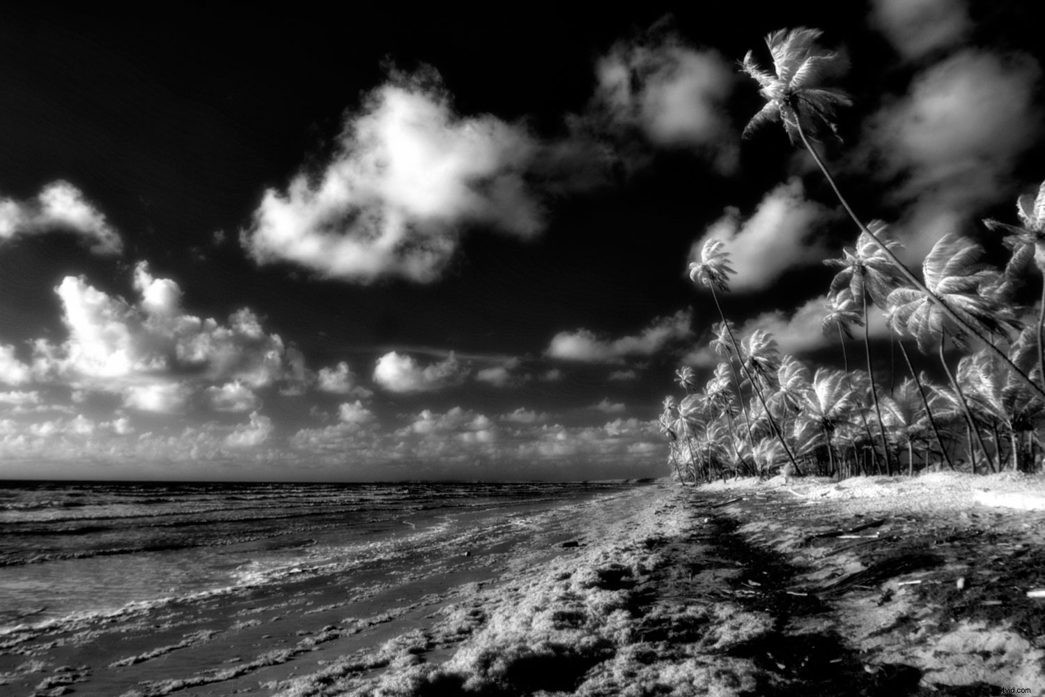 Master Black & White Photo Editing: Quick Expert Guide