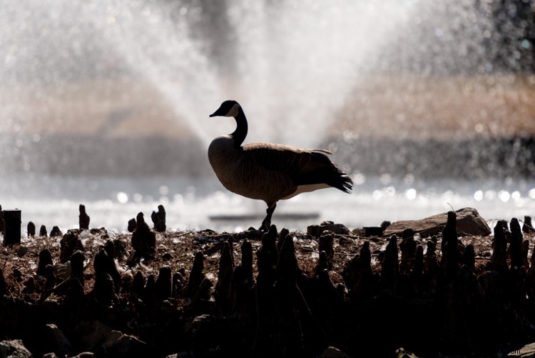 Mastering Dynamic Range in Photography: The Ultimate Comprehensive Guide