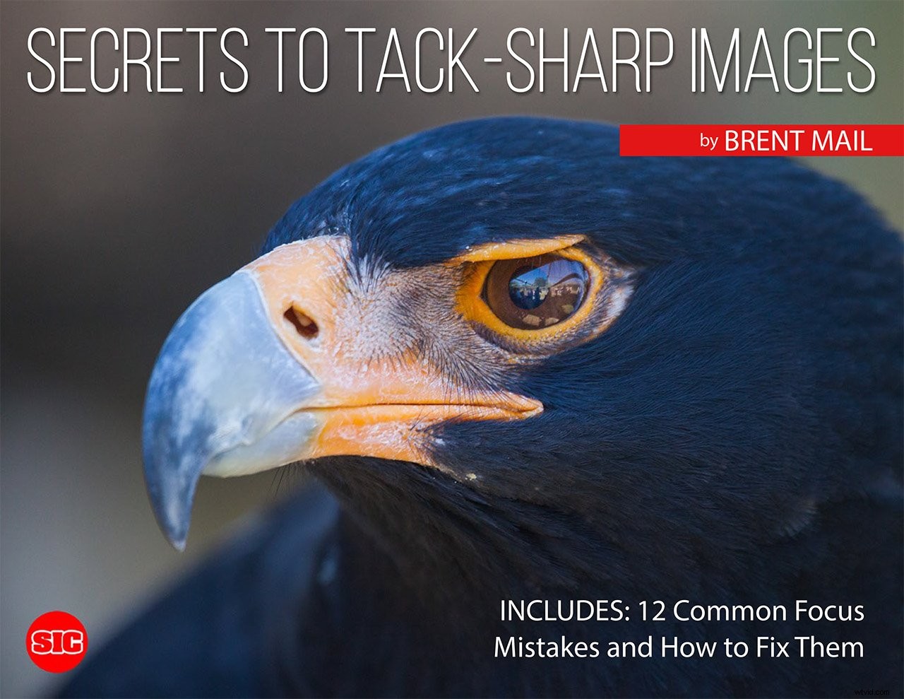 Top Black Friday 2021 Deals for Photographers: Cameras, Lenses & Gear