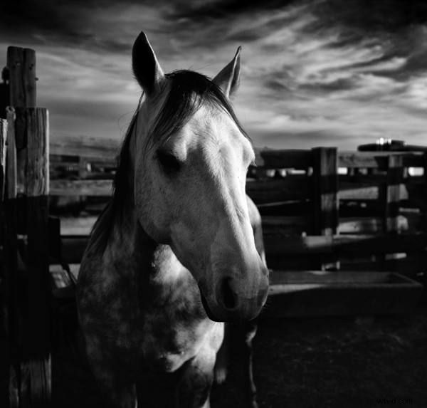 Master High-Contrast Photography: 6 Proven Tips for Stunning Results