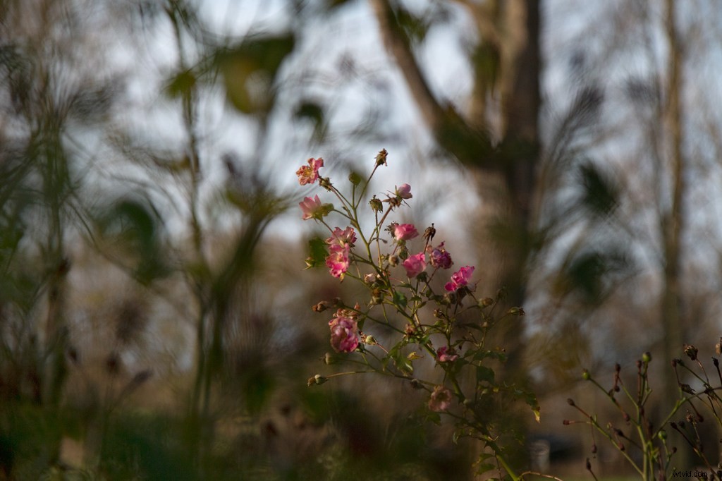 8 Expert Tips for Stunning Impressionistic Landscape Photography