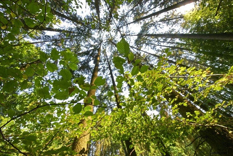 Ultimate Guide to Ultra-Wide Angle Lenses: 6 Reasons Every Photographer Loves Them