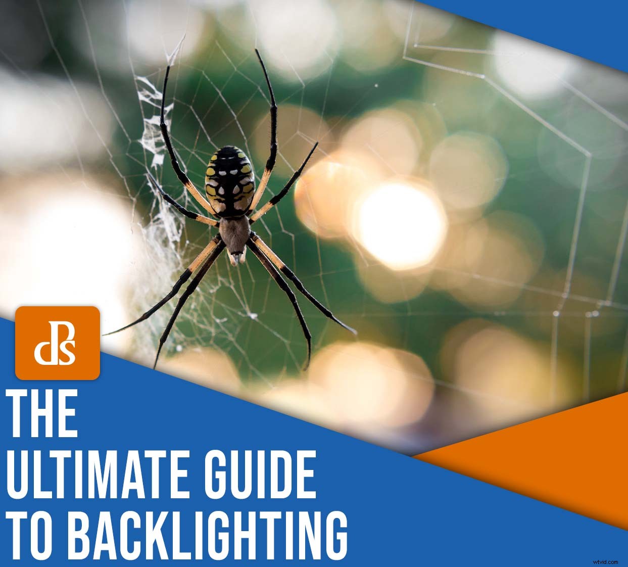 Master Backlighting in Photography: The Complete Guide to Stunning Shots