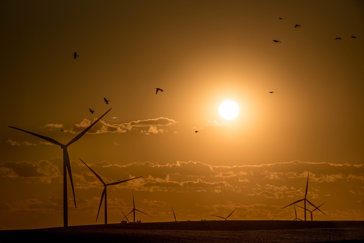 Master Backlighting in Photography: The Complete Guide to Stunning Shots