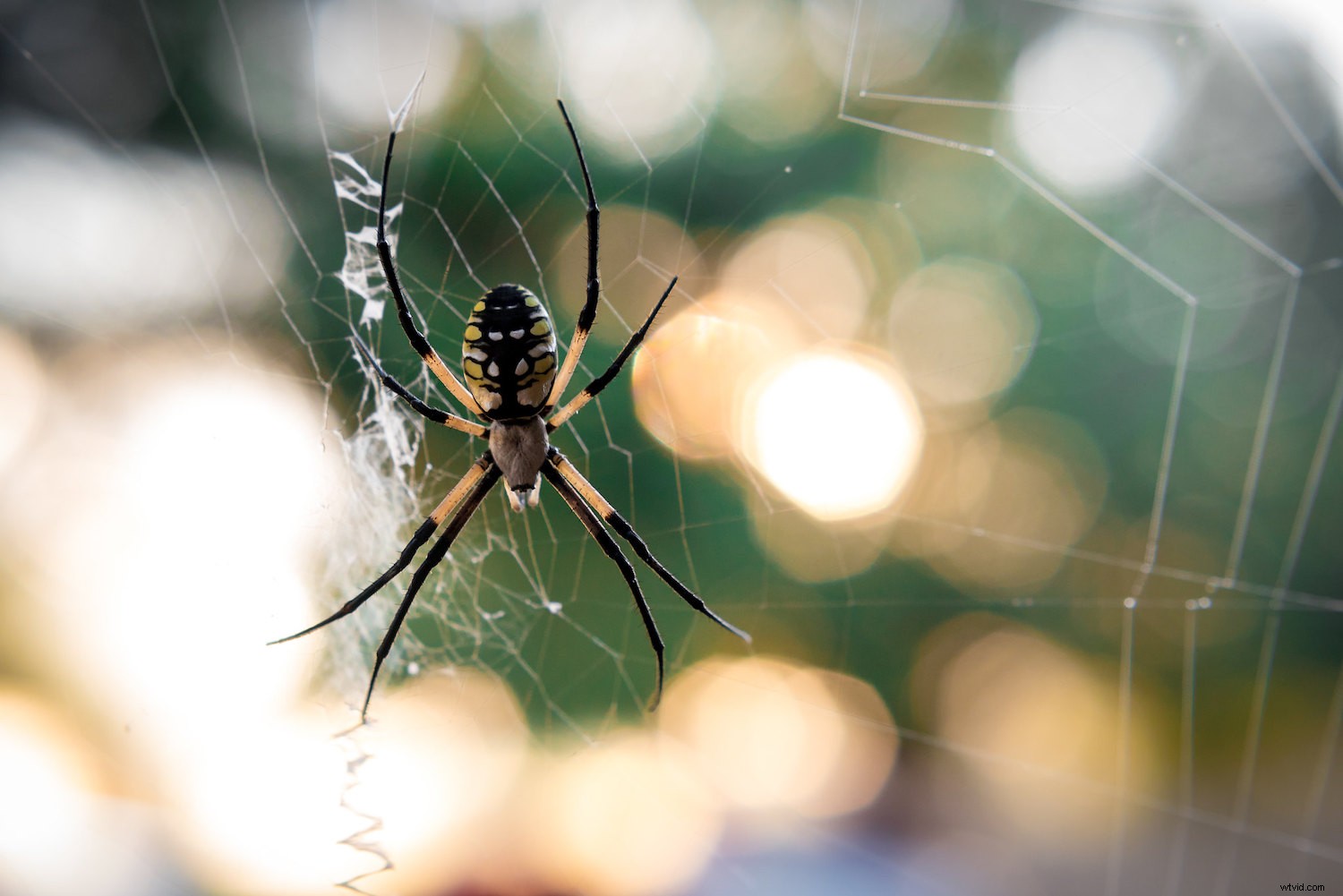 Master Backlighting in Photography: The Complete Guide to Stunning Shots