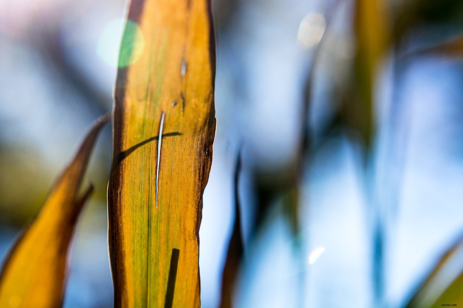 Master Backlighting in Photography: The Complete Guide to Stunning Shots
