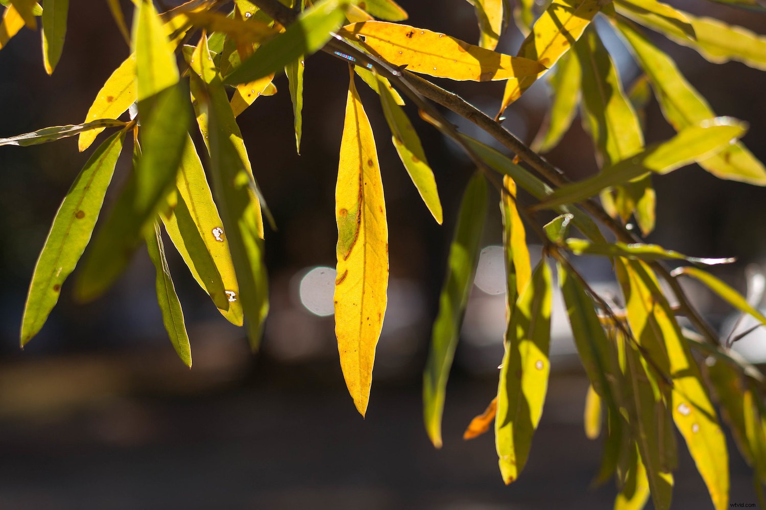 Master Backlighting in Photography: The Complete Guide to Stunning Shots