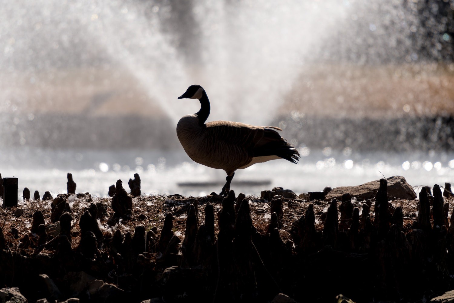 Master Backlighting in Photography: The Complete Guide to Stunning Shots