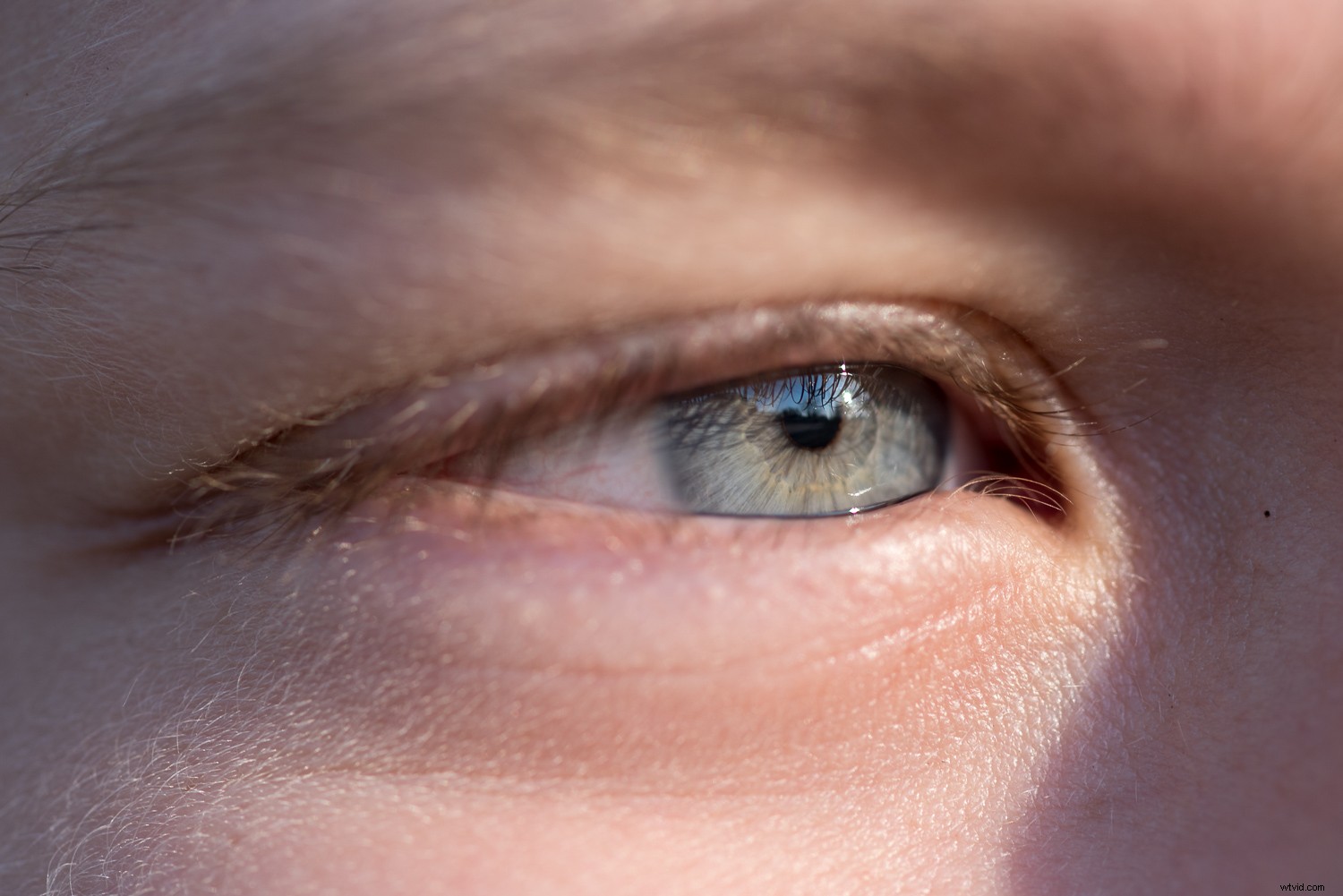 11 Expert Tips for Stunning Macro Eye Photography