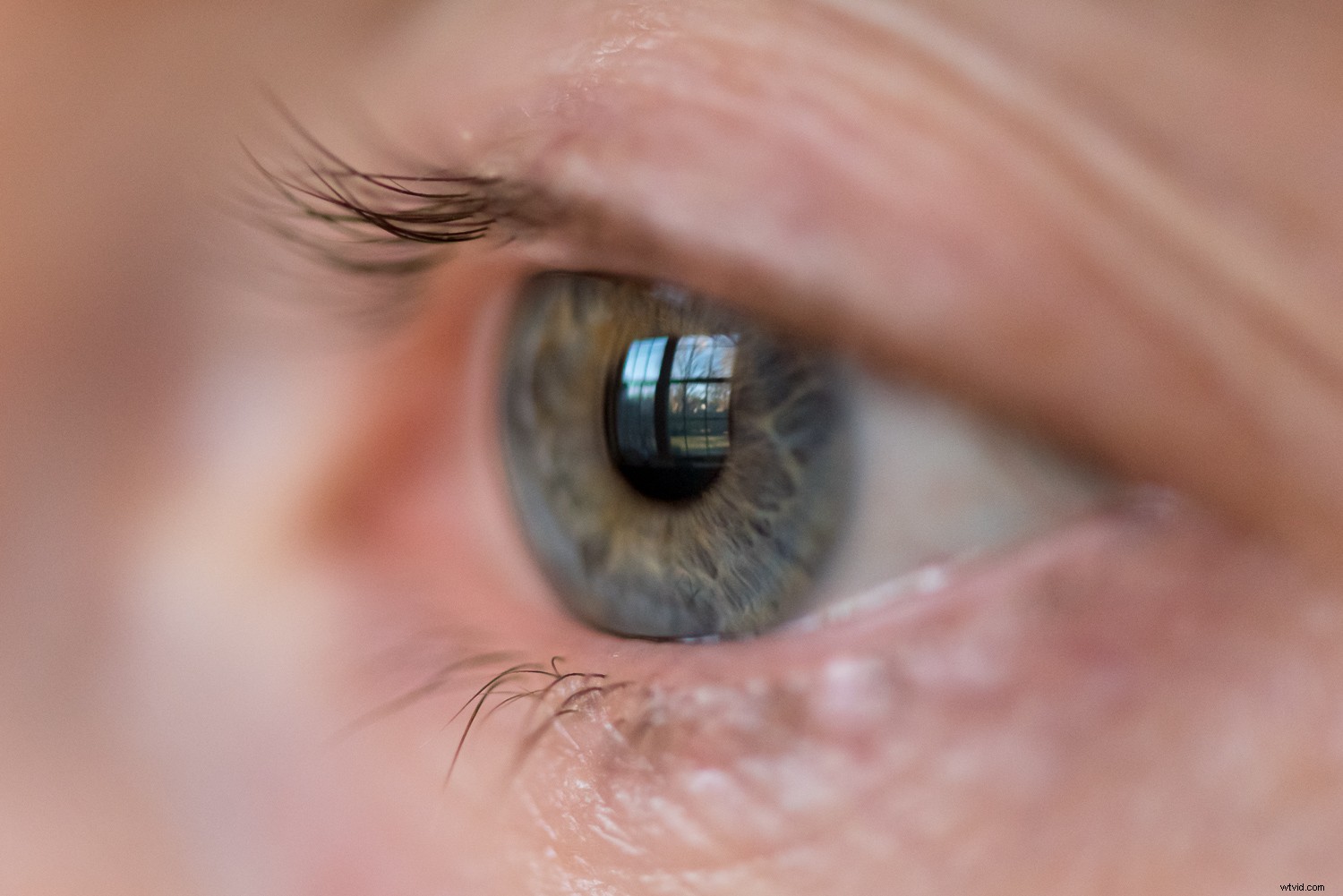 11 Expert Tips for Stunning Macro Eye Photography