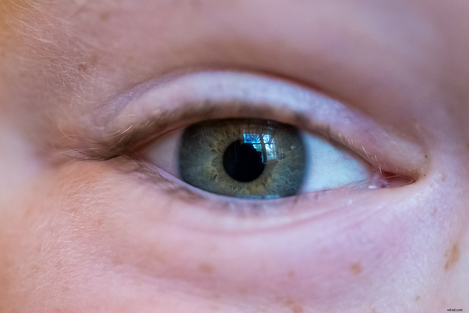 11 Expert Tips for Stunning Macro Eye Photography