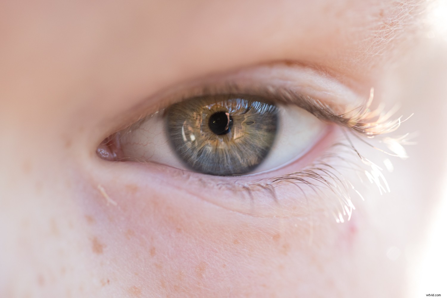 11 Expert Tips for Stunning Macro Eye Photography