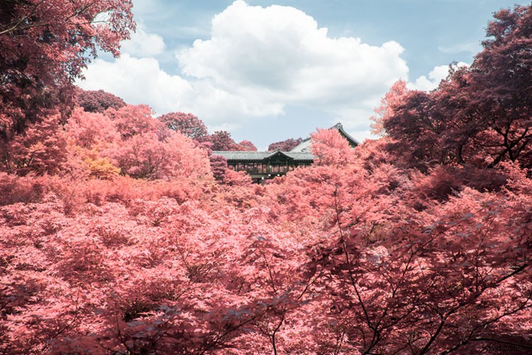 Create Stunning Infrared Effects in Photoshop: Step-by-Step Tutorial
