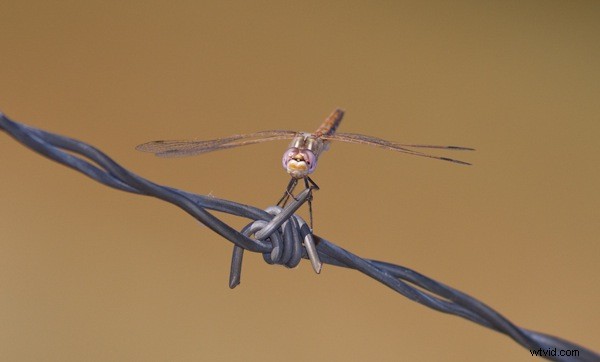 5 Proven Tips to Slash Post-Processing Time in Adobe Lightroom 3