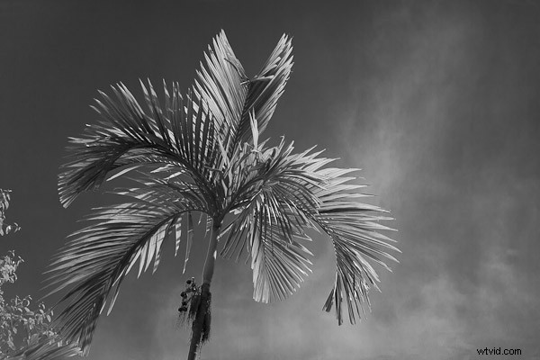 3 Expert Tips for Stunning Black & White Conversions in Lightroom