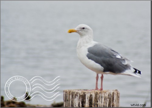 How to Create and Use Image Watermarks in Lightroom: Pro Guide