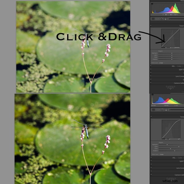 Master Lightroom s Tone Curve: Essential Guide for Pro Photo Editing