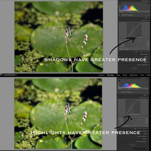 Master Lightroom s Tone Curve: Essential Guide for Pro Photo Editing
