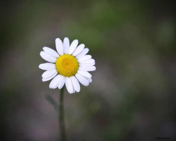 Darktable vs Lightroom: Does the Free Open-Source Editor Measure Up?