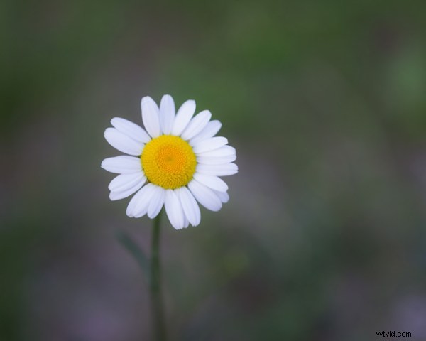 Darktable vs Lightroom: Does the Free Open-Source Editor Measure Up?