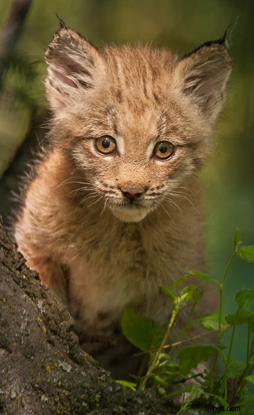 Lightroom 5 Video Tutorial: Expert Editing of a Canadian Lynx Kitten Photo
