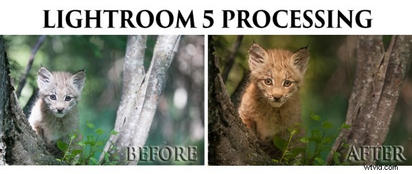 Lightroom 5 Video Tutorial: Expert Editing of a Canadian Lynx Kitten Photo