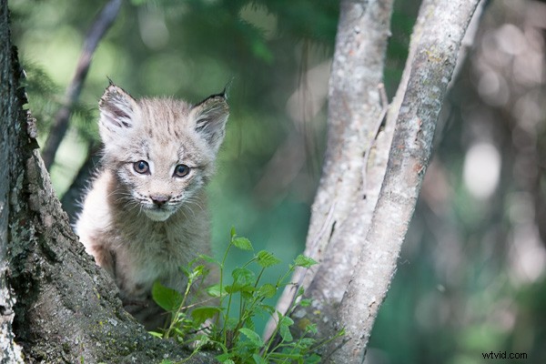 Lightroom 5 Video Tutorial: Expert Editing of a Canadian Lynx Kitten Photo