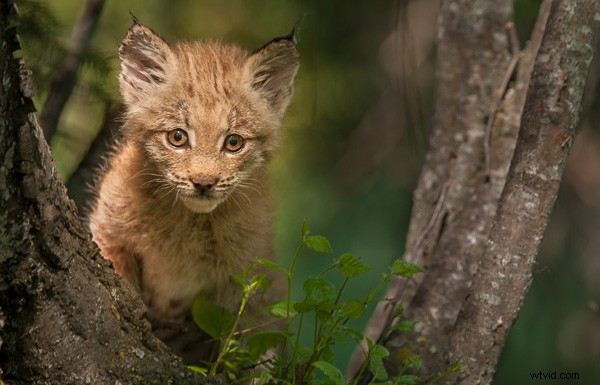 Lightroom 5 Video Tutorial: Expert Editing of a Canadian Lynx Kitten Photo