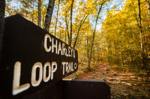 Enhance Early Fall Shots: Create Peak Foliage Colors with Lightroom s HSL Panel