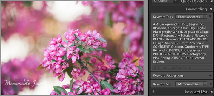 Essential Guide to Keywording in Lightroom: Benefits and Step-by-Step Tutorial