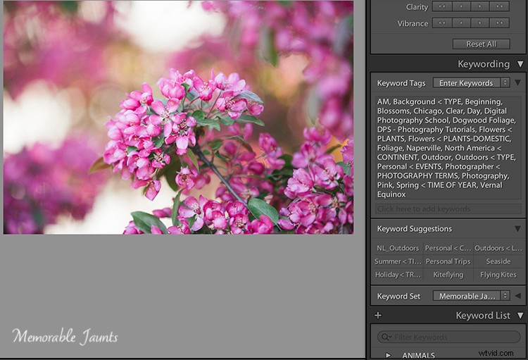 Essential Guide to Keywording in Lightroom: Benefits and Step-by-Step Tutorial