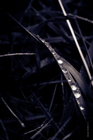 Master Split Toning for Stunning Black & White Images in Lightroom