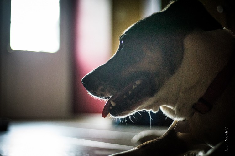 Master Split Toning for Stunning Black & White Images in Lightroom