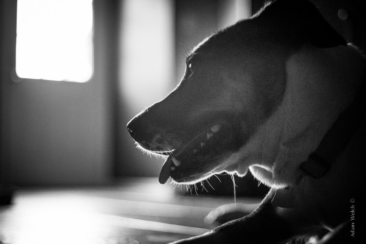 Master Split Toning for Stunning Black & White Images in Lightroom