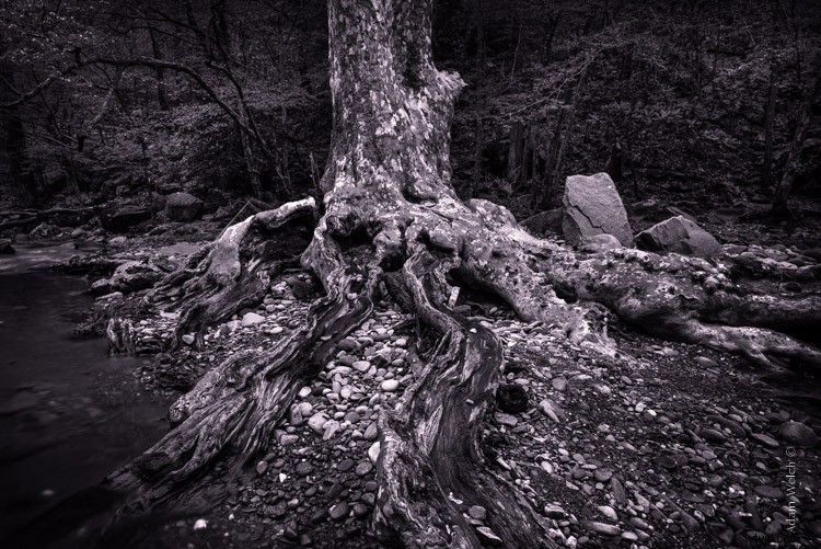 Master Split Toning for Stunning Black & White Images in Lightroom