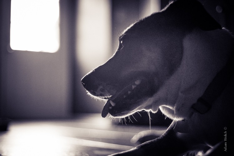 Master Split Toning for Stunning Black & White Images in Lightroom