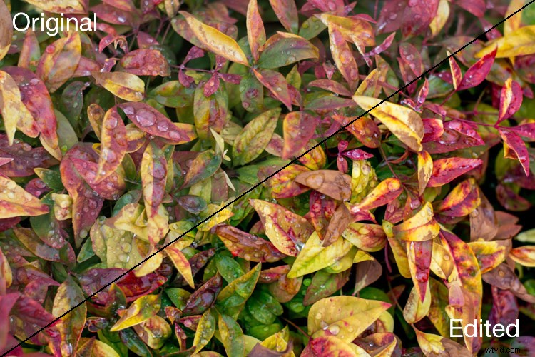 Elevate Your Photos: 4 Essential Lightroom Sliders for Stunning Results