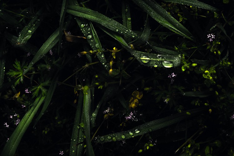 How to Create Moody Desaturated Images in Lightroom: Step-by-Step Guide