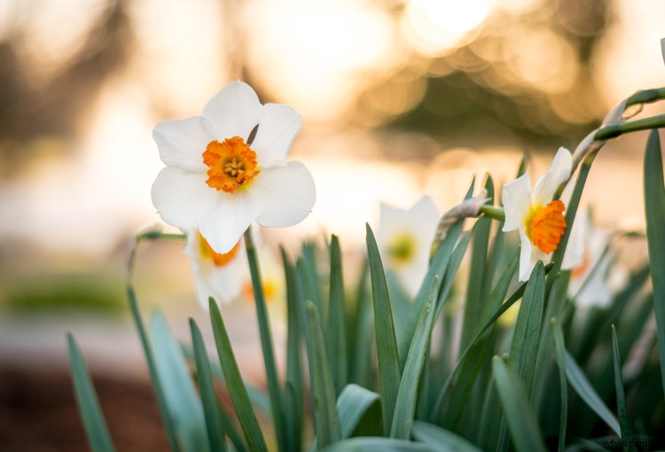 Master Lightroom s Adjustment Brush: 5 Essential Pro Tips for Precision Editing