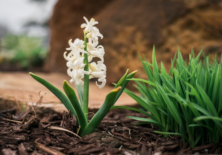 Master Lightroom s Adjustment Brush: 5 Essential Pro Tips for Precision Editing