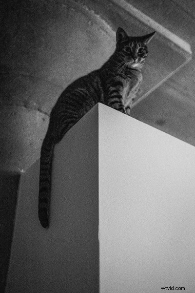 5 Proven Steps to Master Black & White Film Look in Lightroom