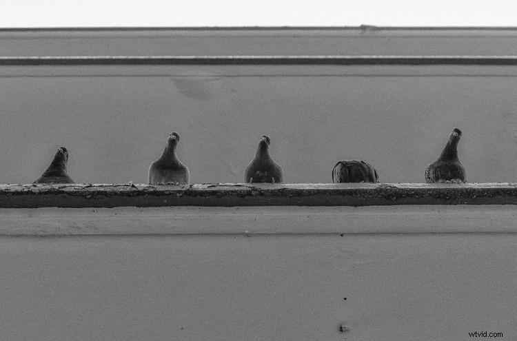 5 Proven Steps to Master Black & White Film Look in Lightroom