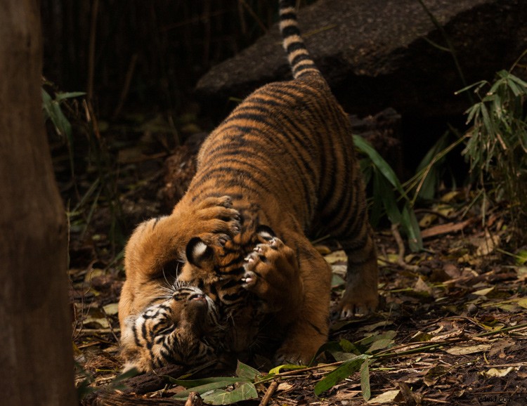 Master Lightroom s Radial Filter: The Ultimate Secret Weapon for Pro Edits