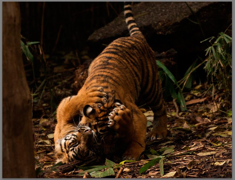 Master Lightroom s Radial Filter: The Ultimate Secret Weapon for Pro Edits