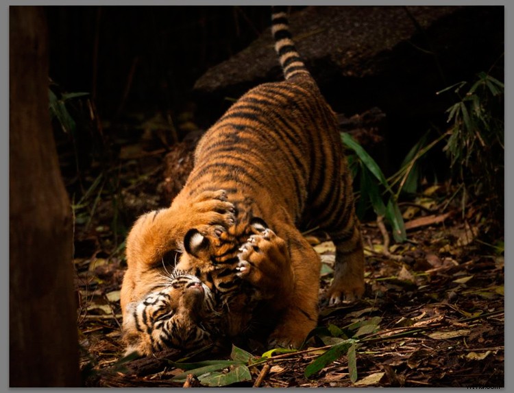 Master Lightroom s Radial Filter: The Ultimate Secret Weapon for Pro Edits