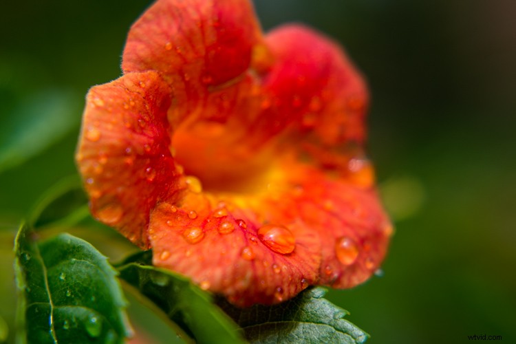 Master Lightroom: 4 Essential Elements of the Library Module