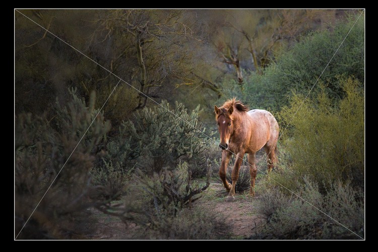 Master Lightroom s Transform & Crop Tools: Elevate Your Photo Composition
