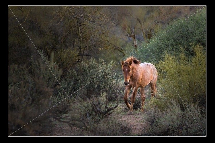 Master Lightroom s Transform & Crop Tools: Elevate Your Photo Composition