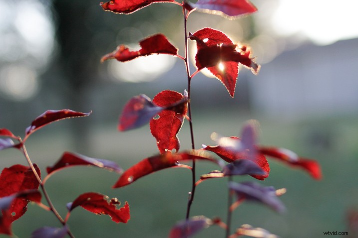 Recreate Authentic Analog Film Looks in Lightroom: Step-by-Step Guide